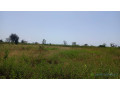 terrain-1-hectare-a-vendre-a-mbourokh-senegal-small-2