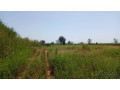 terrain-1-hectare-a-vendre-a-mbourokh-senegal-small-0