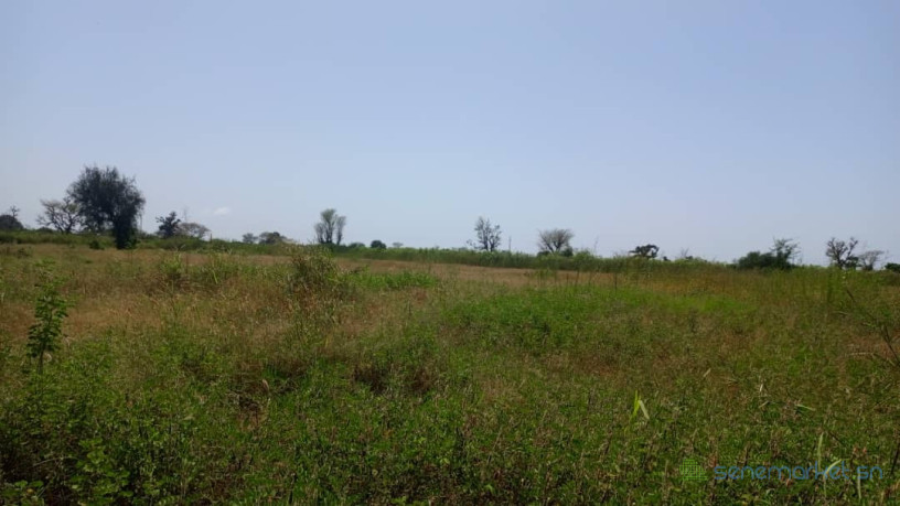 terrain-1-hectare-a-vendre-a-mbourokh-senegal-big-2
