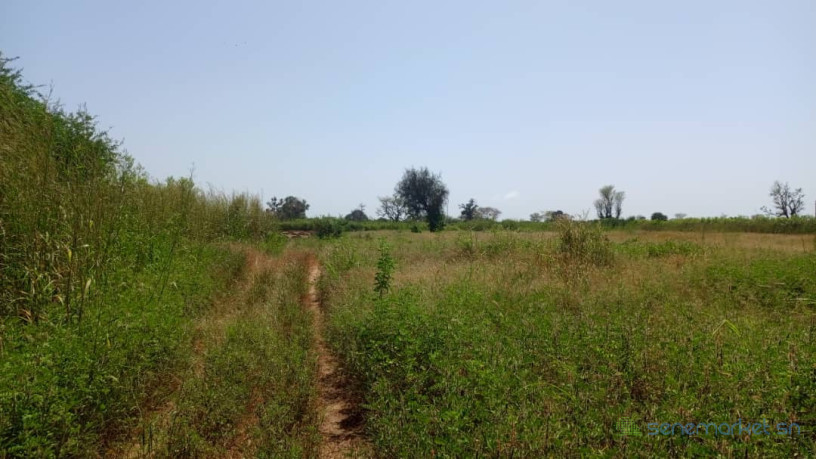 terrain-1-hectare-a-vendre-a-mbourokh-senegal-big-0