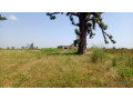 terrain-de-3-hectares-et-demi-a-vendre-a-mbourokh-sn-small-2