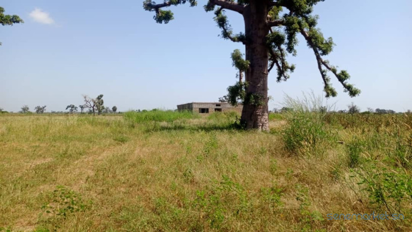 terrain-de-3-hectares-et-demi-a-vendre-a-mbourokh-sn-big-2