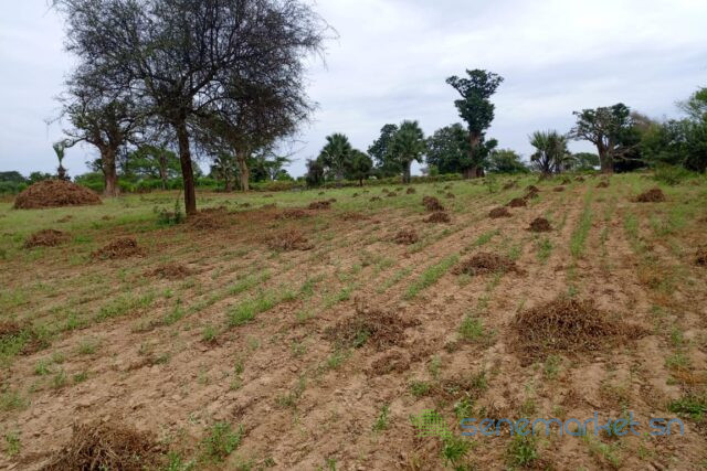 terrain-de-277-hectares-vers-tassette-big-1
