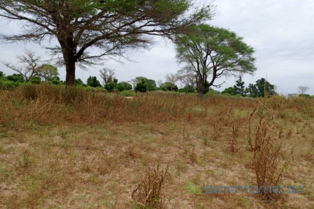 terrain-de-250-hectares-vers-tassette-big-2
