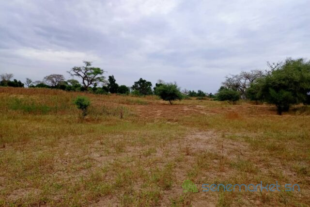 terrain-de-250-hectares-vers-tassette-big-1