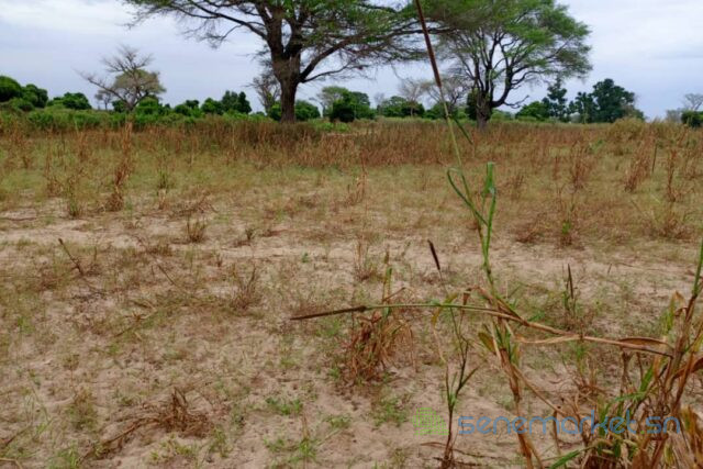 terrain-de-250-hectares-vers-tassette-big-0