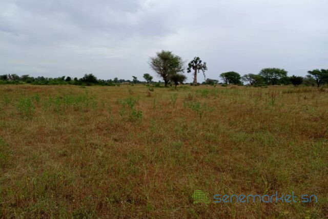terrain-de-244-hectares-vers-tassette-big-2