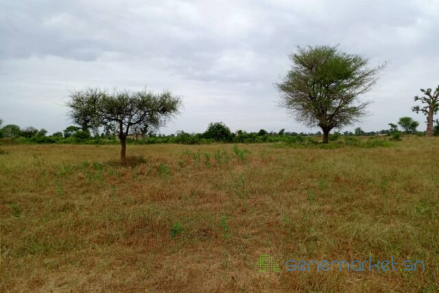 terrain-de-244-hectares-vers-tassette-big-1