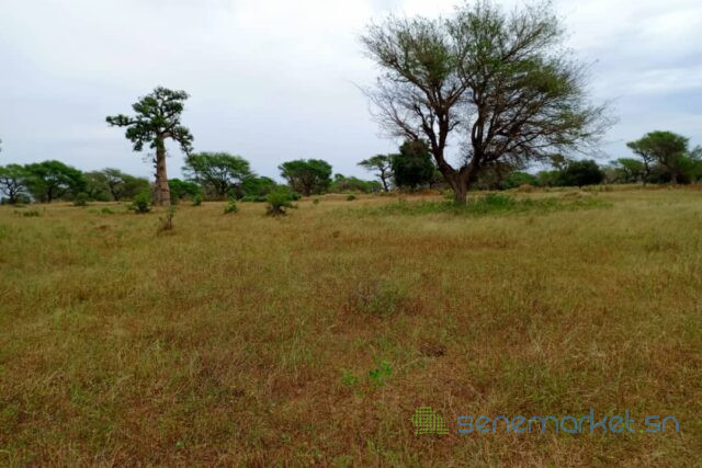 terrain-de-244-hectares-vers-tassette-big-0