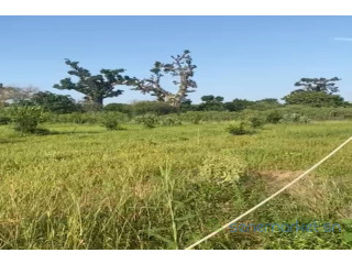Verger de 4 405 m² vers Notto Diobass