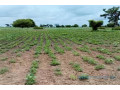 terrain-de-1-hectare-vers-sandiara-small-1