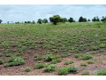 terrain-de-1-hectare-vers-sandiara-small-0