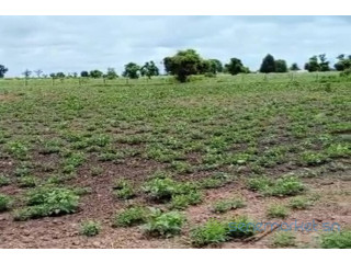 Terrain de 1 hectare vers Sandiara
