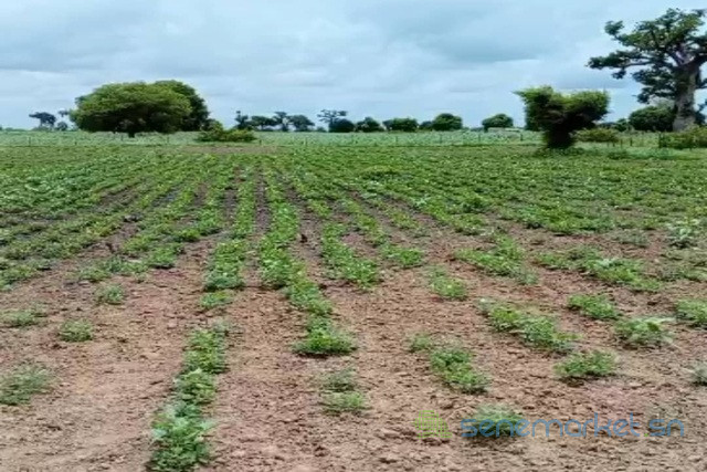 terrain-de-1-hectare-vers-sandiara-big-1