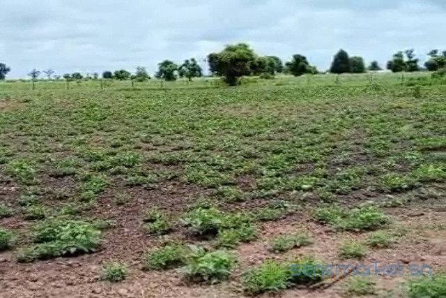 terrain-de-1-hectare-vers-sandiara-big-0