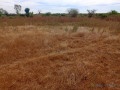 terrain-de-201-hectares-vers-notto-diobass-small-2