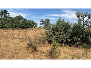 Terrain de 300 mètres carrés à vendre à Malicounda Extension