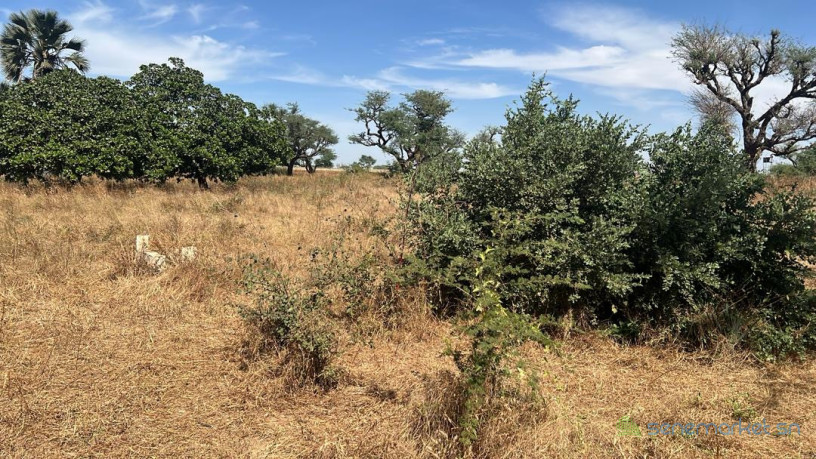 terrain-de-300-metres-carres-a-vendre-a-malicounda-extension-big-0