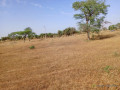 terrain-de-153-hectare-vers-sagatta-small-0