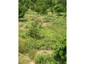 exploitation-agricole-de-250-hectares-vers-sandiara-small-2