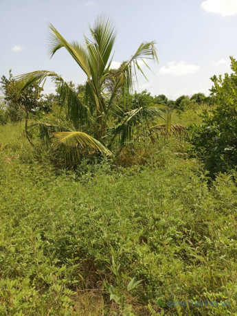 exploitation-agricole-de-250-hectares-vers-sandiara-big-0