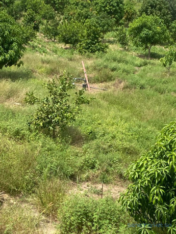 exploitation-agricole-de-250-hectares-vers-sandiara-big-2