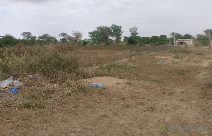 exploitation-agricole-de-104-hectare-vers-touba-toul-big-0