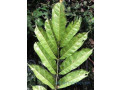 feuilles-dhysope-africaine-small-0