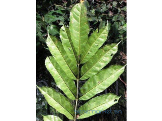 FEUILLES D'HYSOPE AFRICAINE