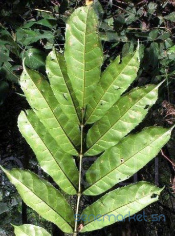 feuilles-dhysope-africaine-big-0