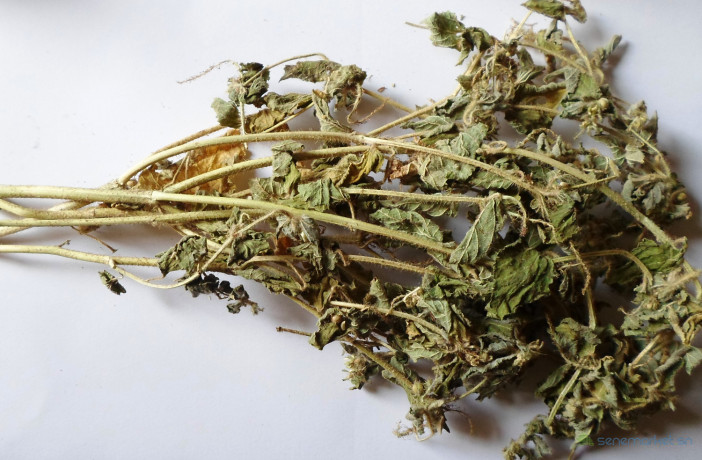 roi-des-herbes-big-1