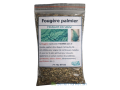 fougere-palmier-small-0