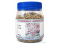hygrophila-auriculata-ou-seber-bouki-small-0