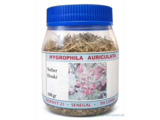 HYGROPHILA AURICULATA ou SEBER BOUKI
