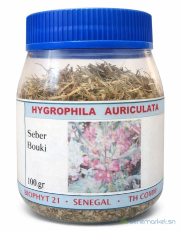 hygrophila-auriculata-ou-seber-bouki-big-0
