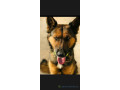 chiots-berger-aallemand-small-1