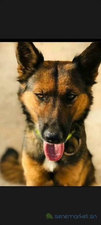 chiots-berger-aallemand-big-1