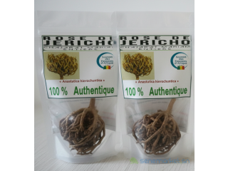 ROSE DE JERICHO
