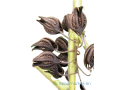 griffe-du-lion-small-1
