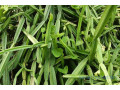cissus-quadrangularis-small-0