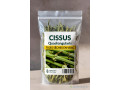 cissus-quadrangularis-small-1