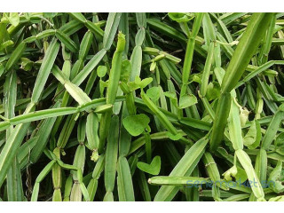 Cissus Quadrangularis