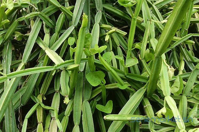 cissus-quadrangularis-big-0