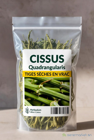 cissus-quadrangularis-big-1