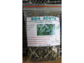 sida-acuta-small-0