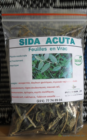 sida-acuta-big-0