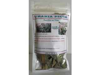URARIA PICTA