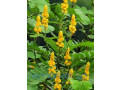 cassia-alata-small-1