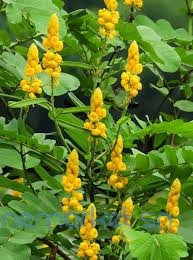 cassia-alata-big-1