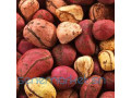 poudre-de-cola-nitida-small-1